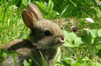 Kleines Wildkaninchen