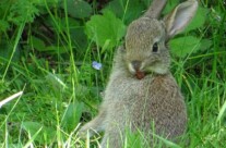 Kleines Wildkaninchen