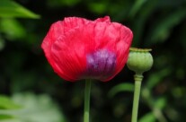 Mohn