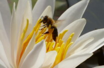 Seerose mit Biene