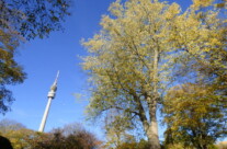 Herbstbaum und Fernsehturm